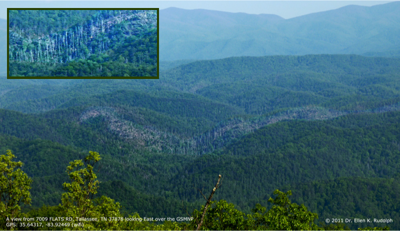 Even the mountains couldn’t escape the historic severe weather that occurred during the “Super Outbreak” of late April. The park has had to close several trails and portions of trails on the west end of the park during clean-up. To see some of the damage on the closed trails and the path of destruction from Look Rock tower.  